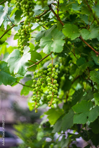 Unripe grape fruits on the vine
