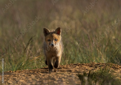 Selective of a kit fox (Vulpes macrotis) in grass