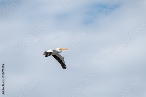 American White Pelican Flying © Barbara