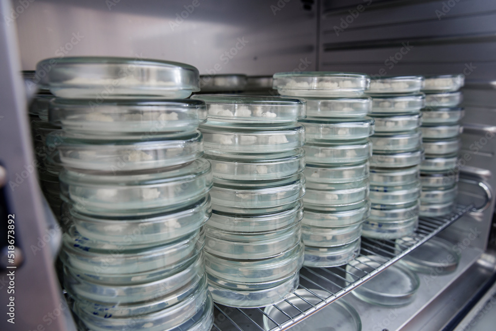 Lots of petri dishes in the refrigerator to store petri dishes with
