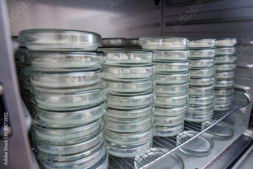 Lots of petri dishes in the refrigerator to store petri dishes with samples of materials for the development of dietary food.