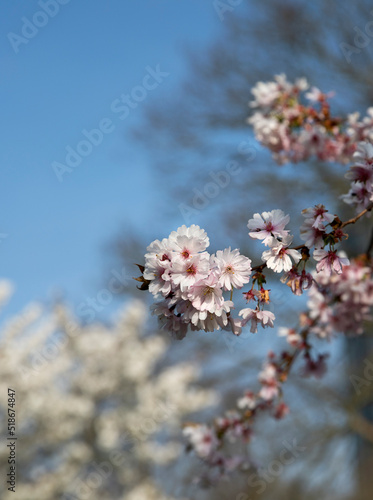 spring cherry blossom park tree nature flora plant