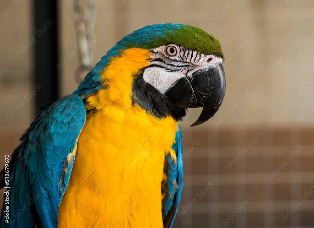 Fototapeta premium beautiful portrait blue and yellow macaw ara.parrot looks eats treat