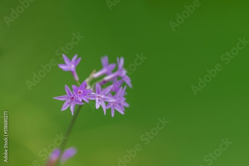Tulbaghia 'Purple Eye',lilac stars flowers with soft selective focus and blurred green background photo