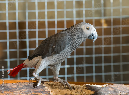 beautiful portrait of a gray parrot