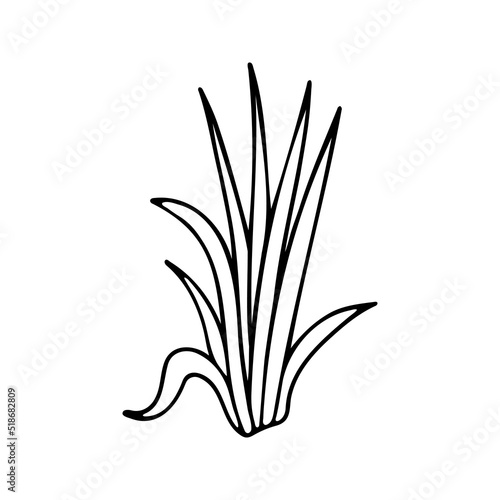 Hand drawn herbal  floral clipart. One line doodle vector