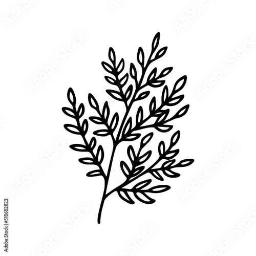 Hand drawn herbal, floral clipart. One line doodle vector
