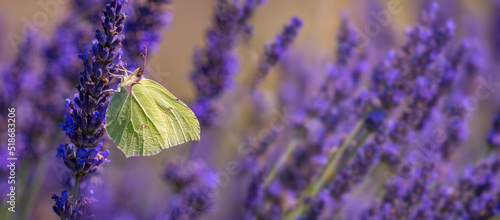 lavender flowers and white butterfly photo