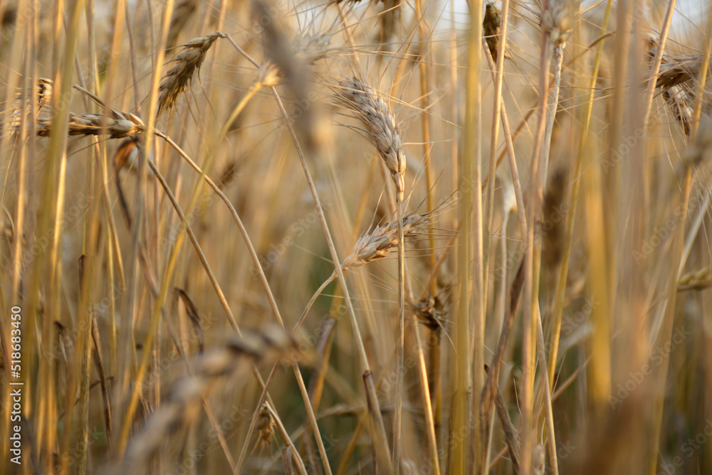 field of ripe ears of wheat and sunlight. Harvest field. ears of wheat are tilted under the weight of ripened grain field of ripe ears of wheat and sunlight. Harvest field. ears of wheat are tilted under the weight of ripened grain