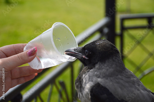the gray crow will quench their thirst from a plastic disposable cup. a thirsty bird in the summer heat drinks water