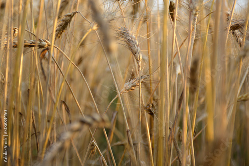 field of ripe ears of wheat and sunlight. Harvest field. ears of wheat are tilted under the weight of ripened grain