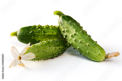 Fresh harvest of cucumbers with blossom isolated on white background. Green gherkins close up. Homegrown pickles
