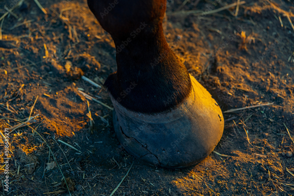 broken hoof of a black horse standing on the sandy ground. Closeup view