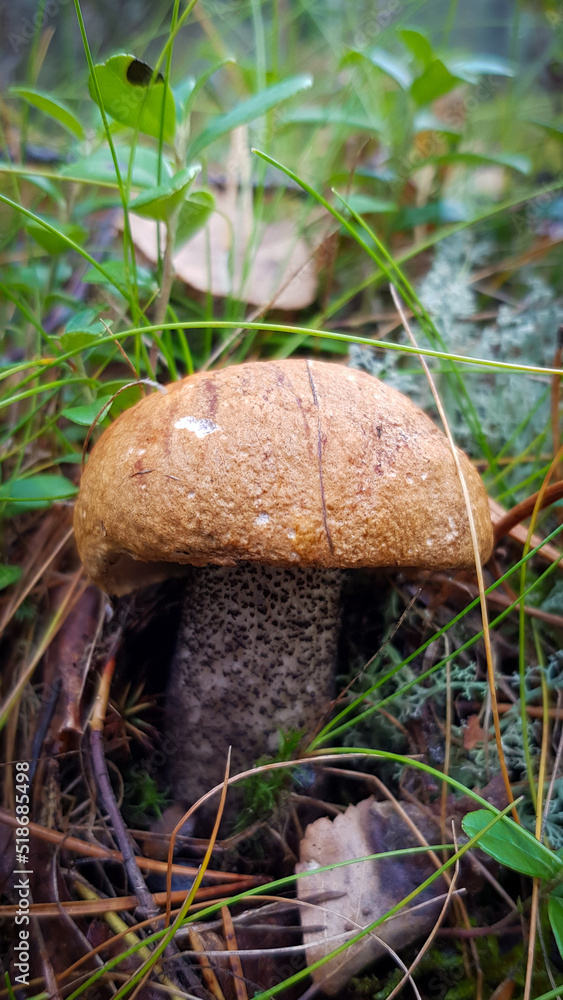 mushrooms in the forest mushrooms in the forest