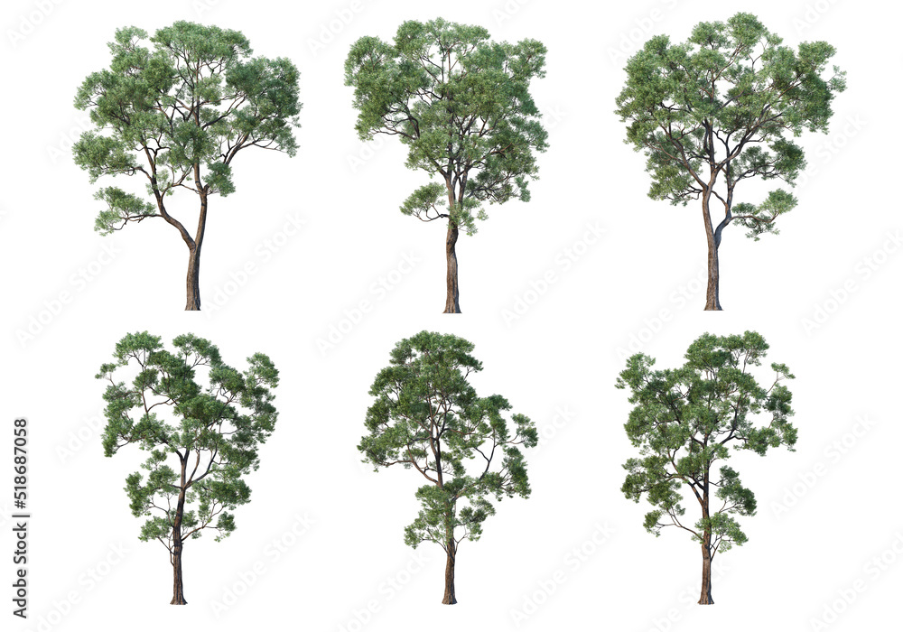 Big tree on a white background. Big tree on a white background.