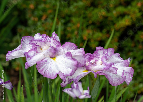 A Japanese Iris flower blooming in a Batonical garden in Vancouver, British Columbia, Canada