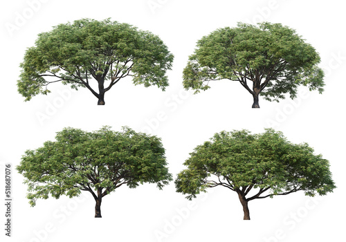 Big tree on a white background.