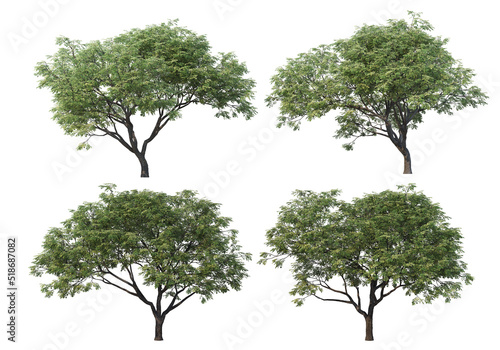 Big tree on a white background.