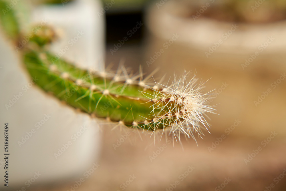 Fototapeta premium cactacea