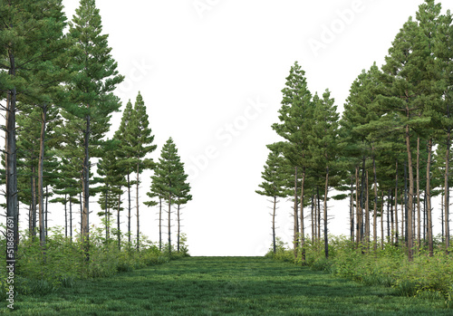 Pine and bamboo forests on a white background.