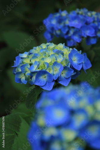 hydrangea