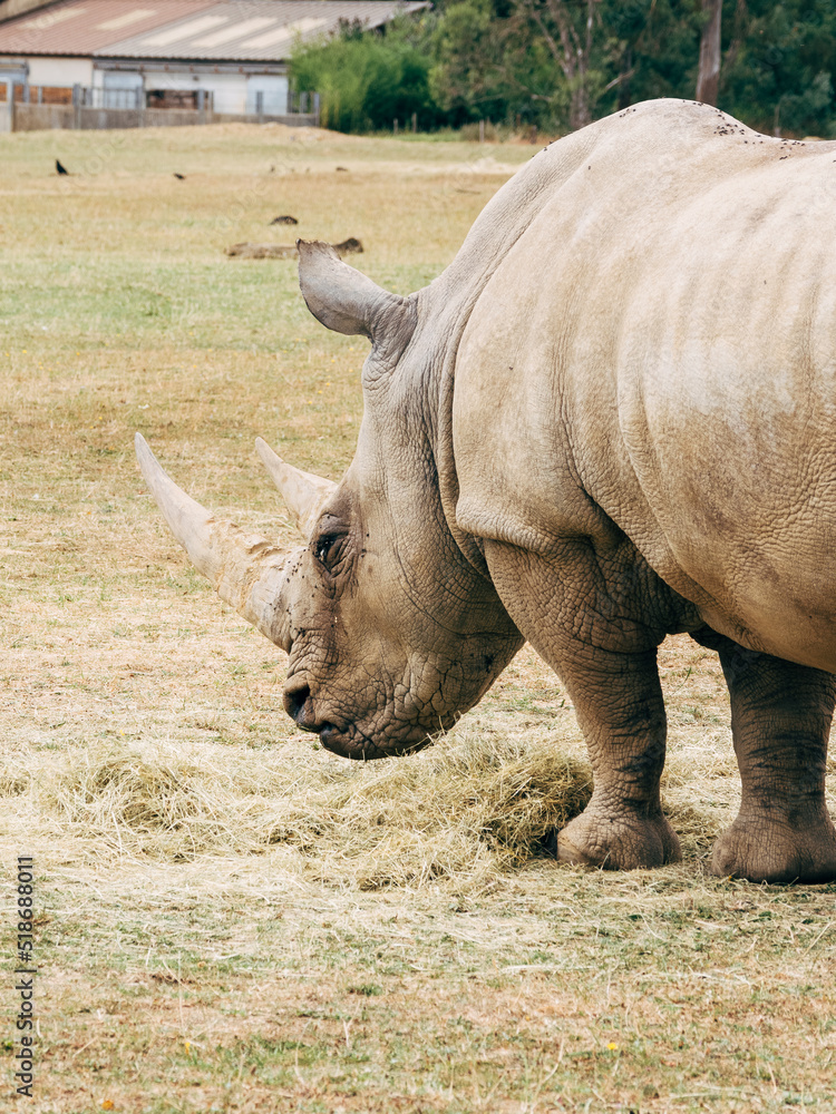 Obraz premium rhino in the zoo