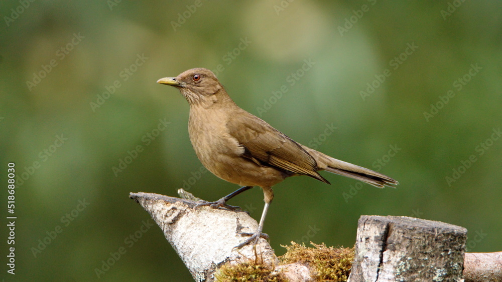 Clay-colored Thrush (Turdus grayi) perched on a stump at the high altitude Paraiso Quetzal Lodge outside of San Jose, Costa Rica Clay-colored Thrush (Turdus grayi) perched on a stump at the high altitude Paraiso Quetzal Lodge outside of San Jose, Costa Rica
