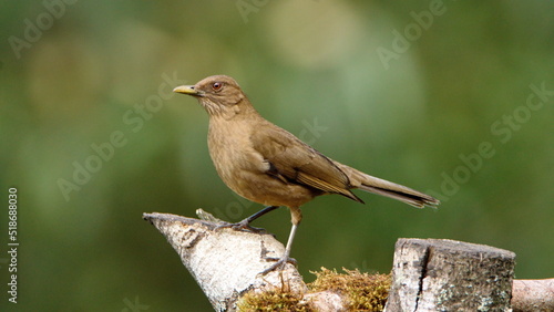 Clay-colored Thrush (Turdus grayi) perched on a stump at the high altitude Paraiso Quetzal Lodge outside of San Jose, Costa Rica