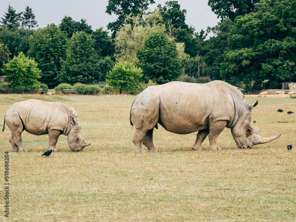 white rhino and calf in the wild white rhino and calf in the wild