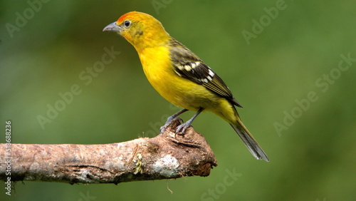 Female flame-colored tanager (Piranga bidentata) perched on a branch at the high altitude Paraiso Quetzal Lodge outside of San Jose, Costa Rica