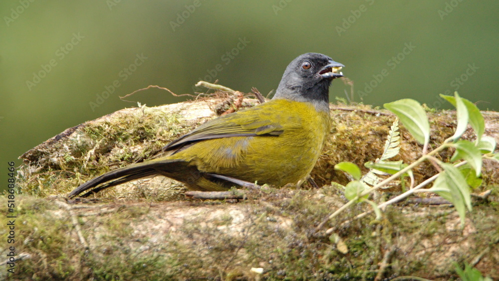 Obraz premium Large-footed finch (Pezopetes capitalis) eating fruit off a moss covered log at the high altitude Paraiso Quetzal Lodge outside of San Jose, Costa Rica