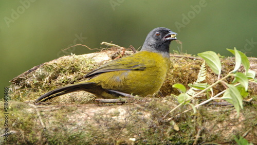 Large-footed finch (Pezopetes capitalis) eating fruit off a moss covered log at the high altitude Paraiso Quetzal Lodge outside of San Jose, Costa Rica photo