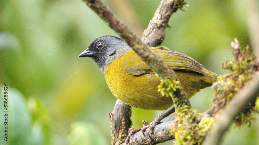 Fototapeta premium Large-footed finch (Pezopetes capitalis) perched in a tree at the high altitude Paraiso Quetzal Lodge outside of San Jose, Costa Rica