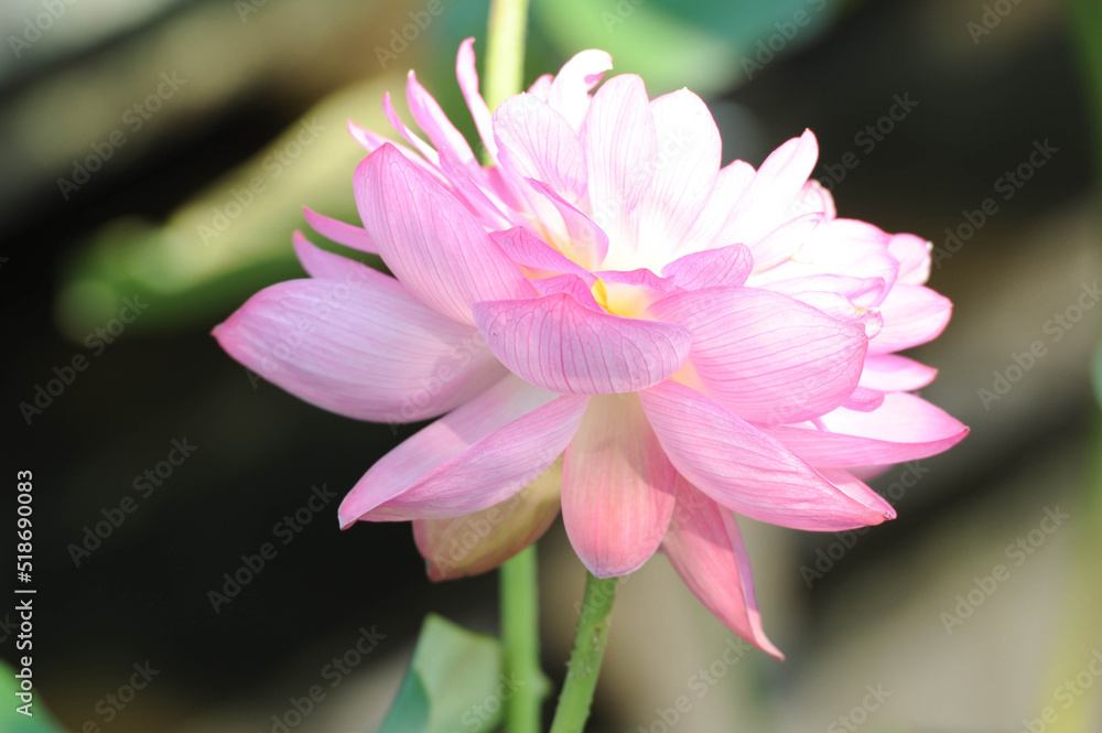 Fototapeta premium 蓮 Lotus