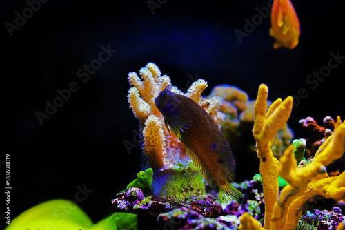 Starry or Snowflake blenny fish in coral reef aquarium tank photo