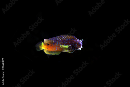 Starry or Snowflake blenny fish in coral reef aquarium tank photo