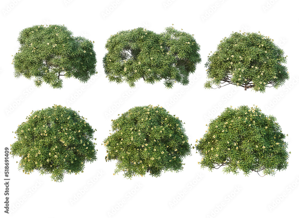 Fototapeta premium Shrubs and flowers on a white background