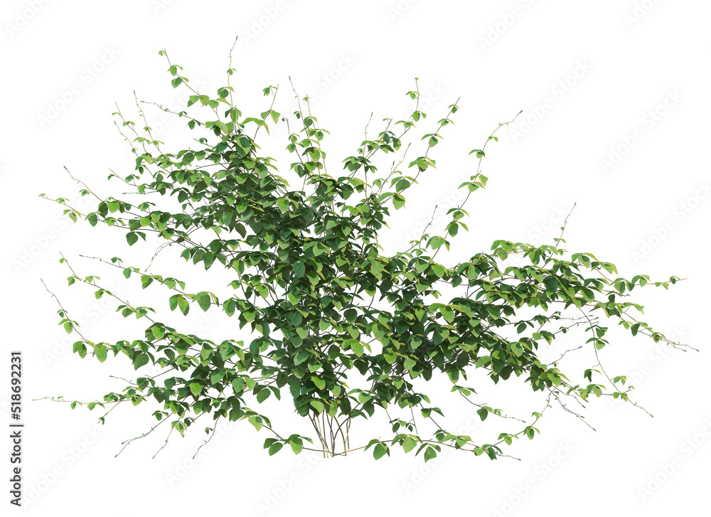 Ivy flowers on a white background. Ivy flowers on a white background.