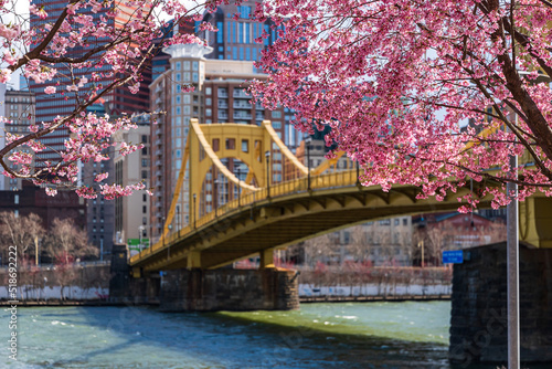 Fototapeta Naklejka Na Ścianę i Meble -  Pittsburgh Cherry Blossoms