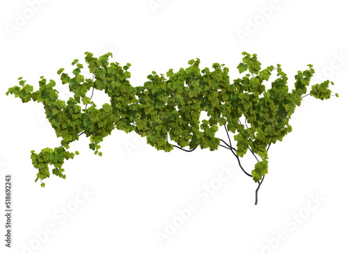 Ivy flowers on a white background.