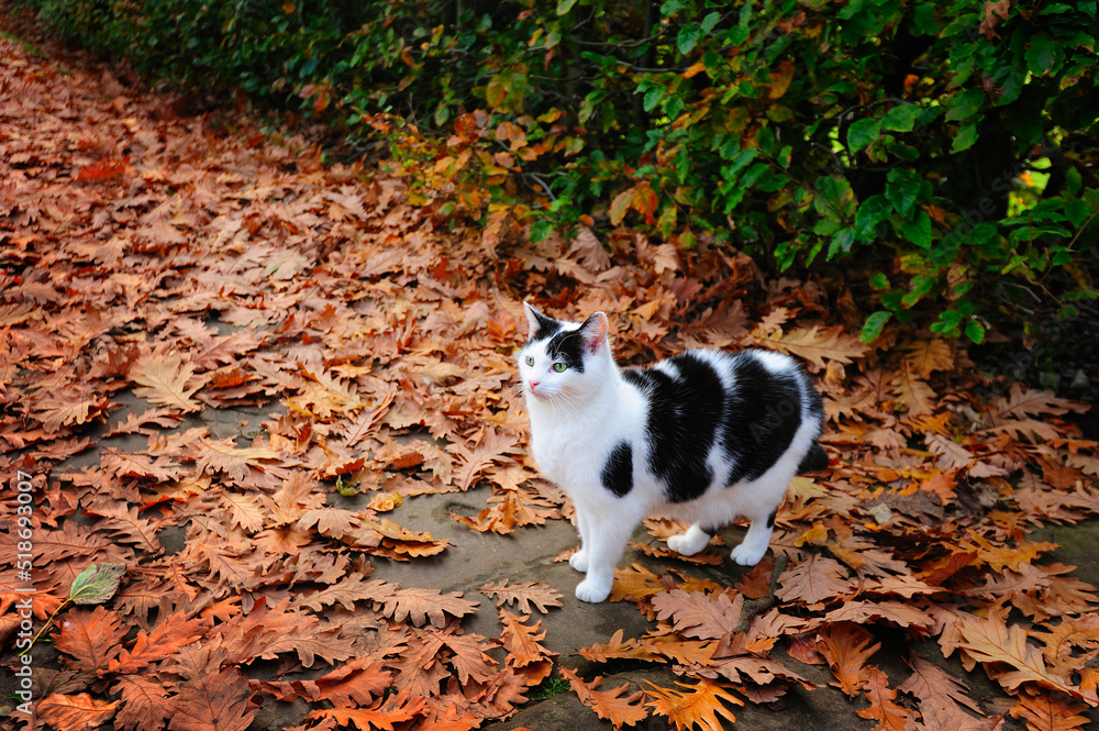 A friendly cat among the autumn leaves at Pollock Park, Glasgow