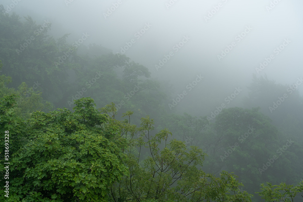 Kronen von Laubbäumen an einem Berghang im Nebel Kronen von Laubbäumen an einem Berghang im Nebel