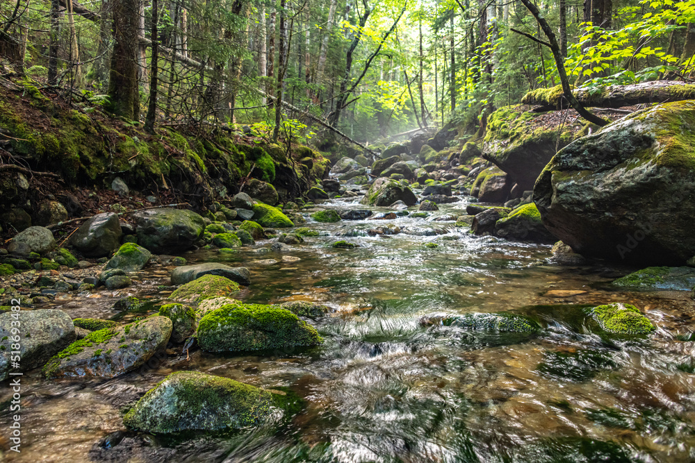 Fototapeta premium stream in the woods