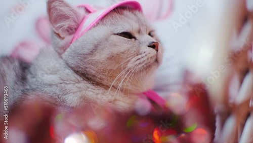 A portrait of a striped grey cat in a pink schiffon hat.The sun shines in the cat's eyes. photo