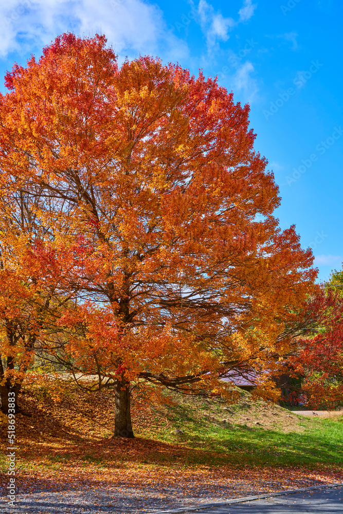 Naklejka premium 秋