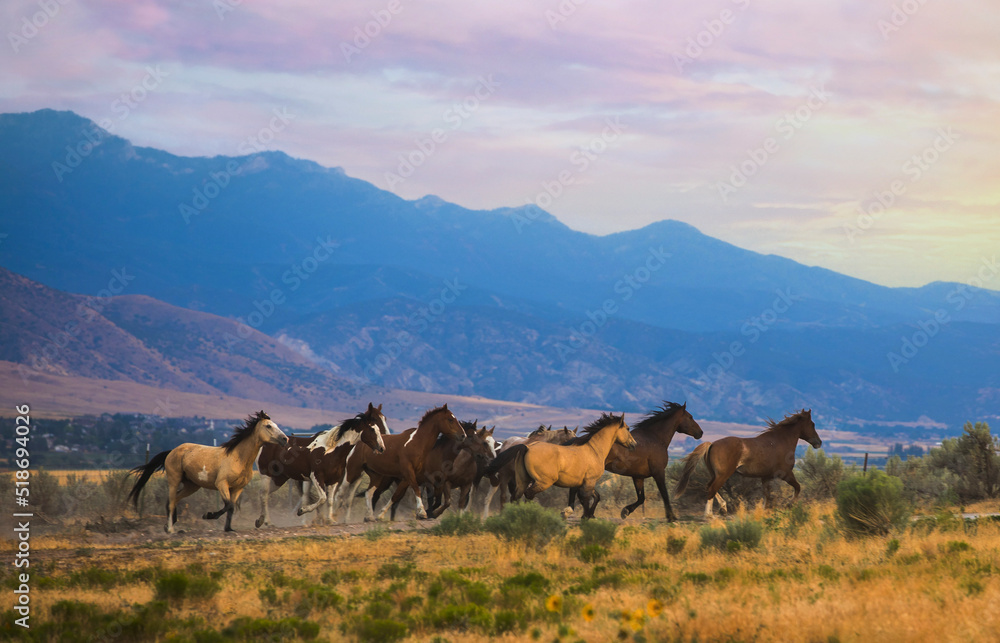 Horses Running Wild at Dusk