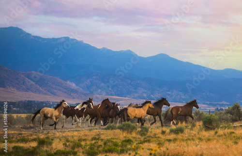Horses Running Wild at Dusk © Diane Diederich