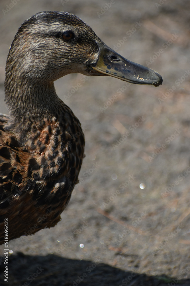 Parc Mauricie Lac Wapizagonke 22 Juillet 2022 Parc Mauricie Lac Wapizagonke 22 Juillet 2022