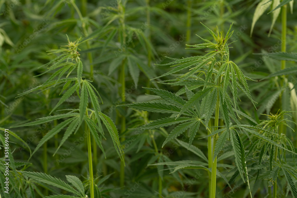 green cannabis plant with leafes on marihuana field farm green cannabis plant with leafes on marihuana field farm
