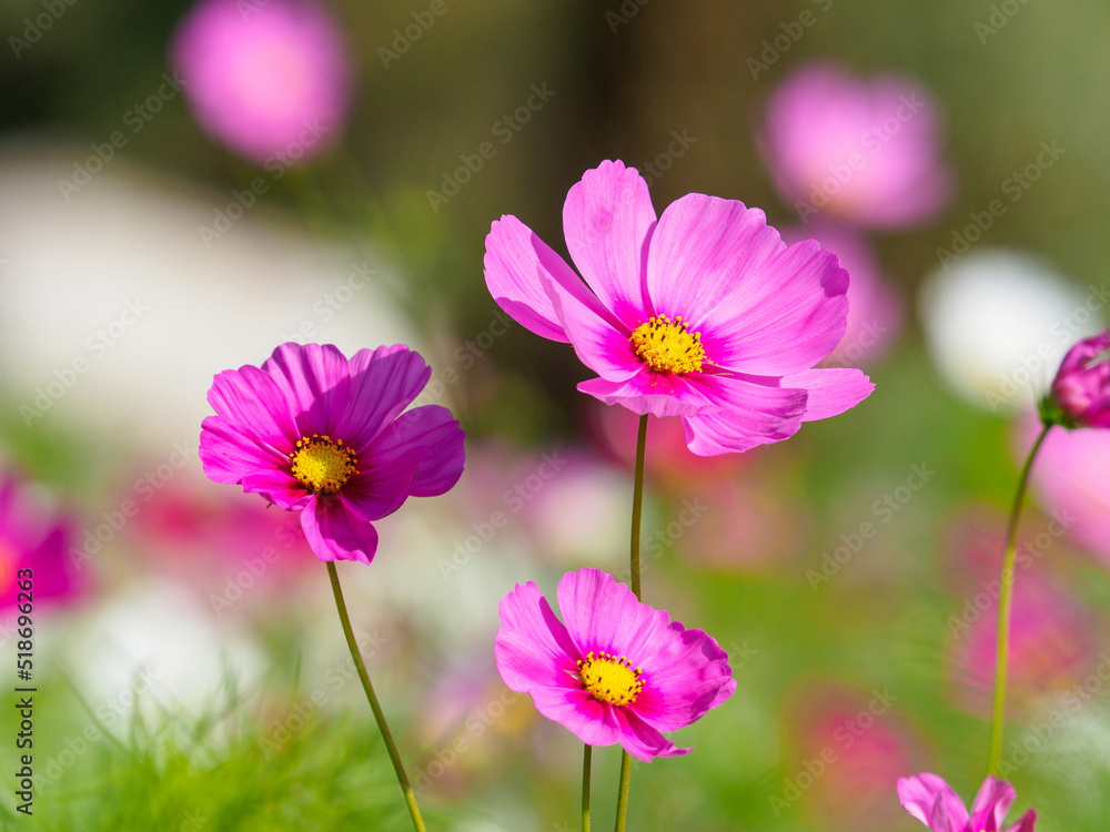 赤紫のコスモスの花 赤紫のコスモスの花